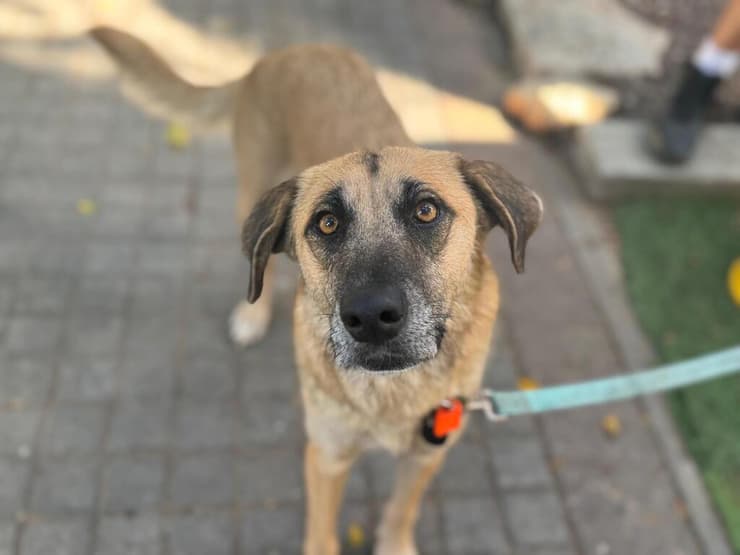 מינקה (צילום: עמותת S.O.S חיות) מינקה