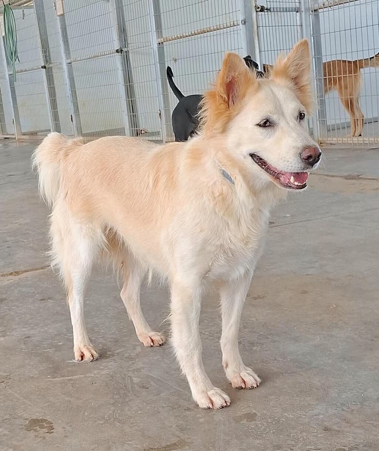 ברטה (צילום: עמותת החיות ואנחנו) ברטה