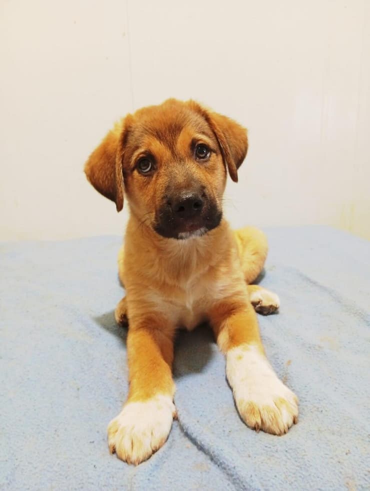 גור 2 (צילום: עמותת ע.ט.ל.ף) גור 2