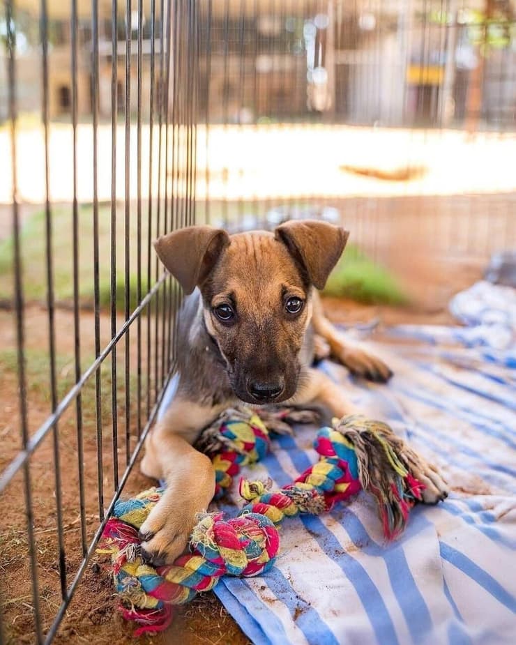 סול (צילום: עמותת חבר למען הכלבים) סול
