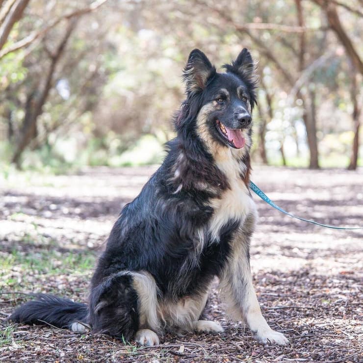 סשה (צילום: תנו לחיות לחיות) סשה