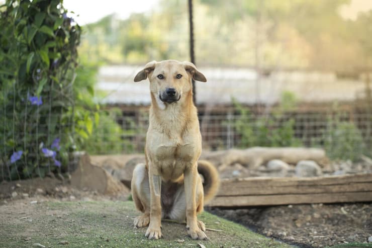 תן-תן (צילום: עמותת ע.ט.ל.ף) תן-תן