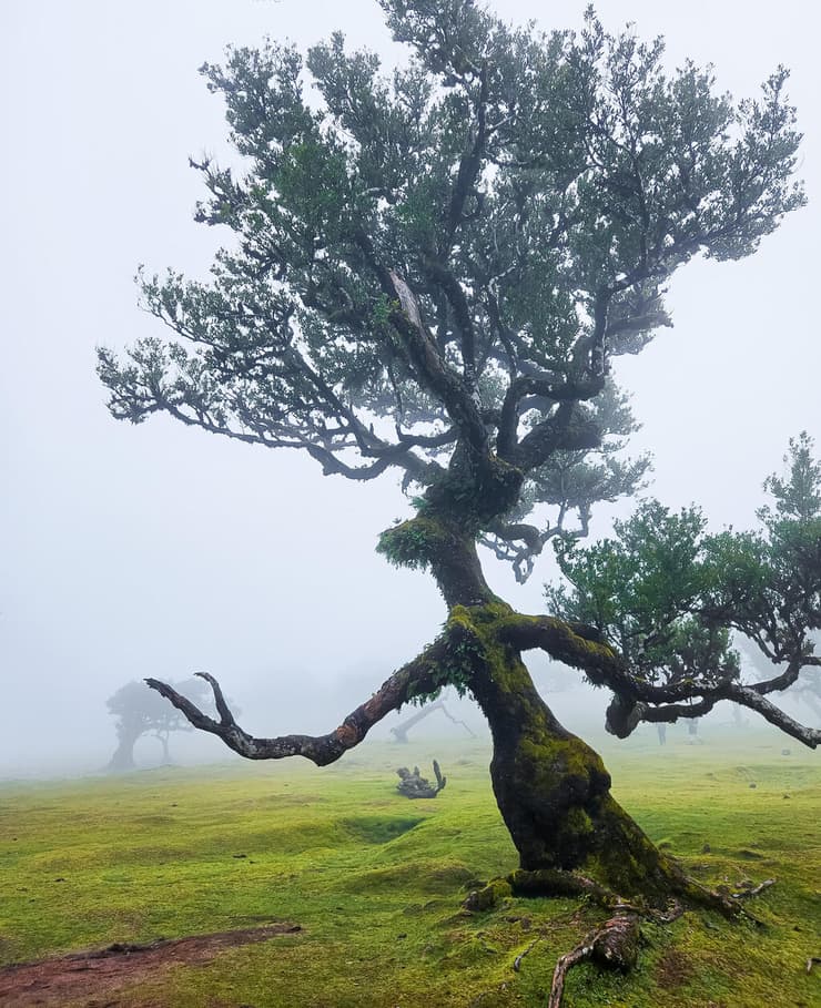 עץ המכשפה בערפל