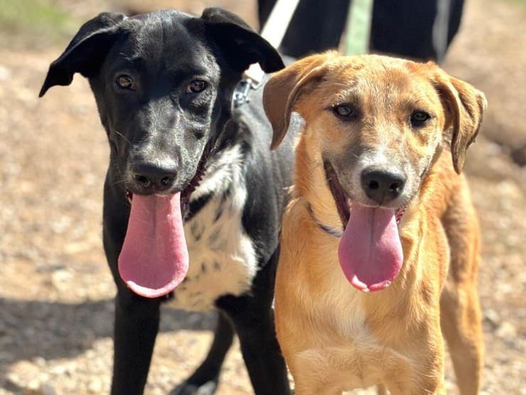 מיכל ופפריקה (צילום: עמותת כלבלאב - אימוץ כלבים בצפון) מיכל ופפריקה