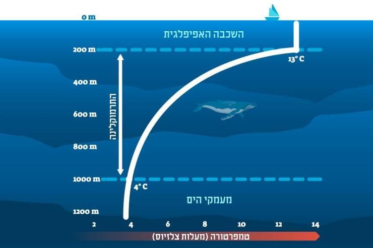 שכבת המים העליונה, השכבה האפיפלגית, מתחממת מאור השמש ושוררת בה טמפרטורה אחידה למדי. בשכבת הביניים שנקראת "תרמוקלינה", הטמפרטורה יורדת בהדרגה ככל שמעמיקים. במעמקים שמתחת לתרמוקלינה הטמפרטורה מתייצבת סביב 3-1 מעלות צלזיוס 