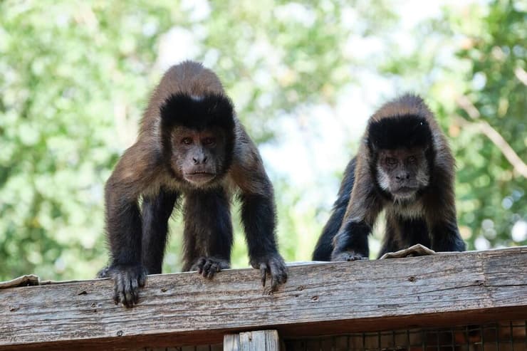 המקלט הוא מעין "בית ספר לקופים" (צילום: אדם רובנשטיין) קופים במקלט הקופים