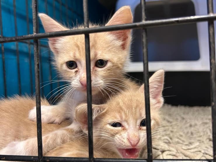 פינאט ובוטן