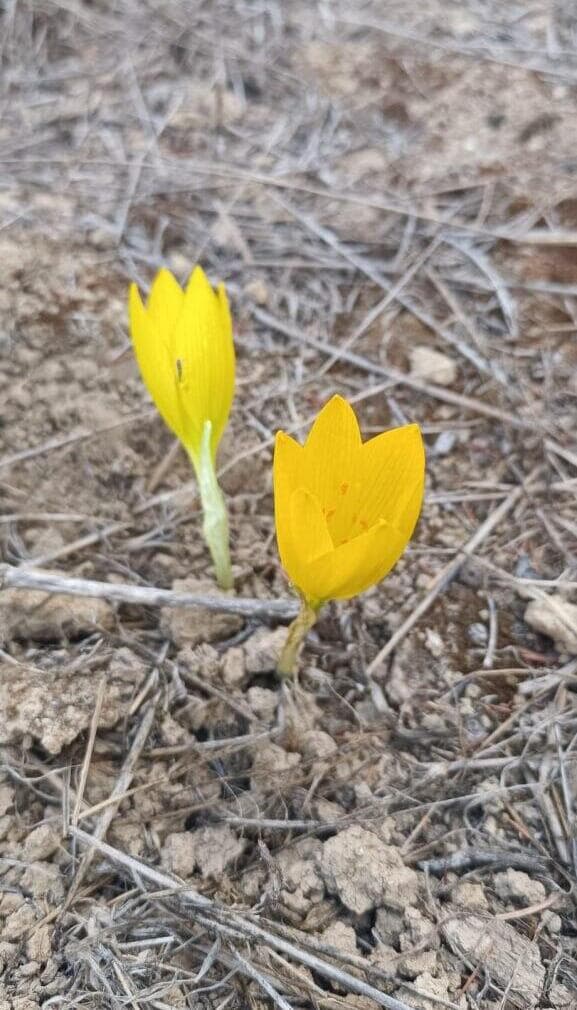חלמוניות פורחות ביער ביריה (צילום: ארתור ינקלוב, קק"ל) חלמוניות פורחות ביער ביריה