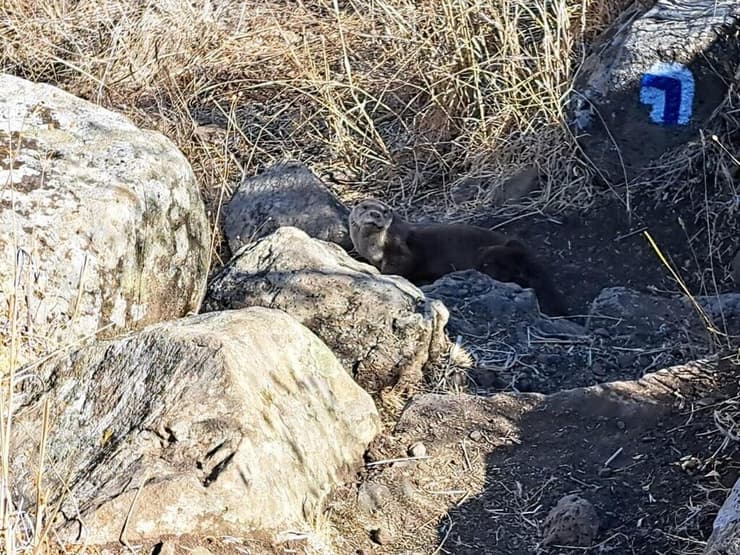 לוטרה בגמלא. מחזה נדיר