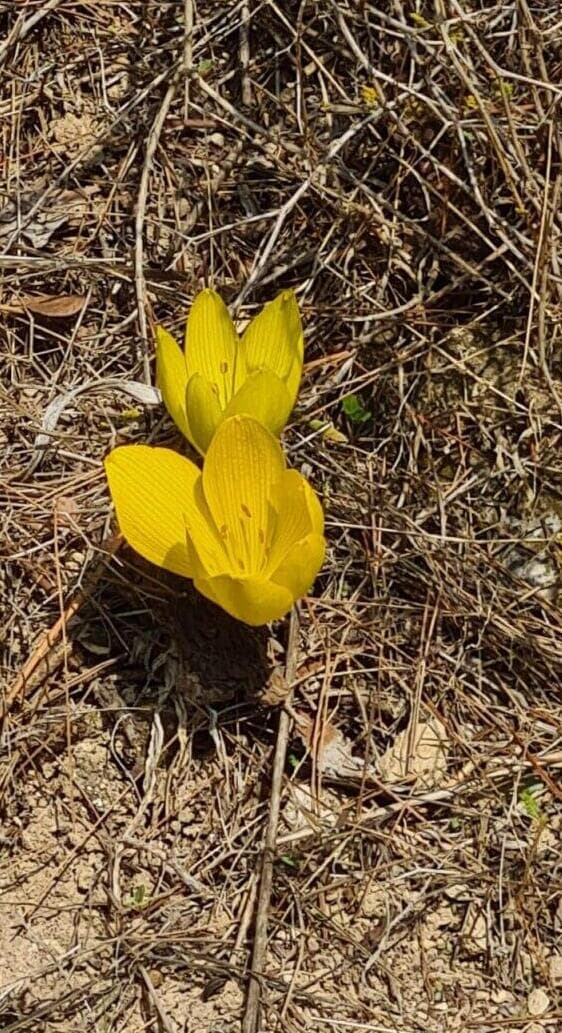 "לצלם, להתרשם אבל גם לשמור". פריחת החלמוניות (צילום: שמעון אלגרבלי, קק"ל) פריחת חלמוניות ביער ביריה