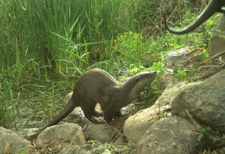 לוטרה בעמק החולה
