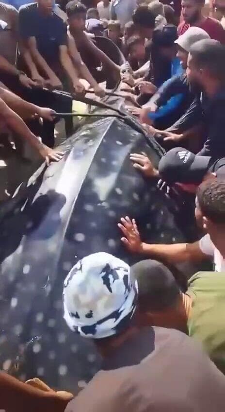 הכריש הלווייתני מוקף פלסטינים ברצועת עזה. "ההערכה המושכלת היא שהוא ניצוד" כריש ברצועת עזה