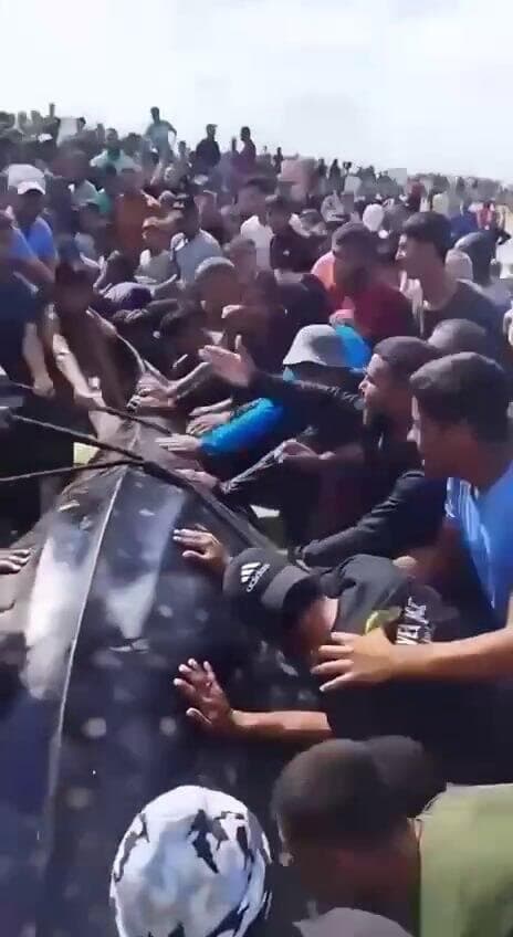 כריש ברצועת עזה