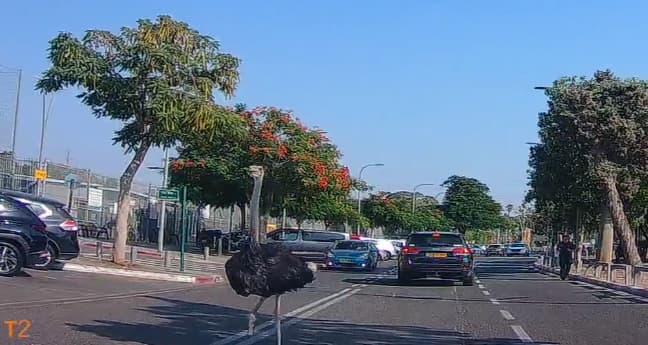 היען ברחוב ברמת גן (צילום: יבגני) היען ברחוב ברמת גן