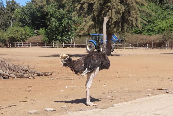 יען בספארי (צילום: שירה ענבר דנין) יען בספארי