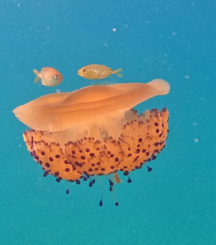 צילום: שלומי יצחקי, רשות הטבע והגנים ביצת עין ים תיכונית