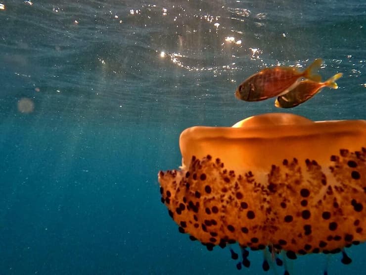 ביצת עין ים תיכונית (צילום: שלומי יצחקי, רשות הטבע והגנים) ביצת עין ים תיכונית