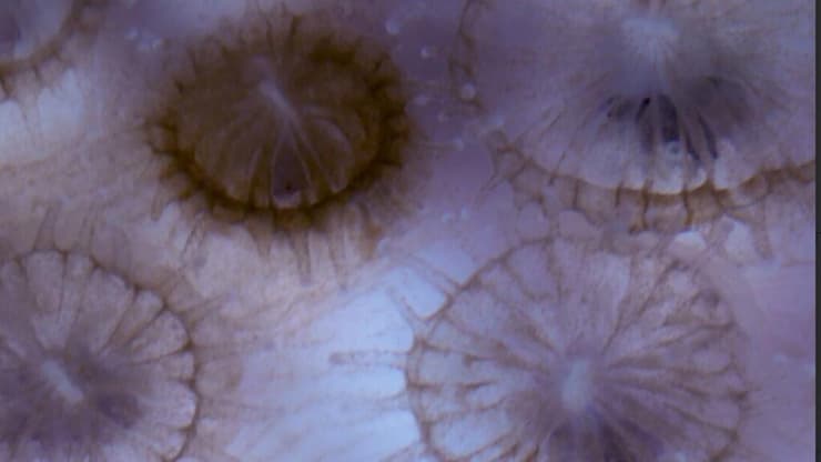 פוליפים של האלמוגים מהמין שנחקר