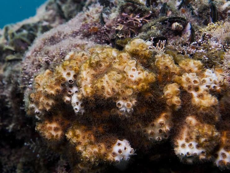 האלמוגים מהמין שנחקר