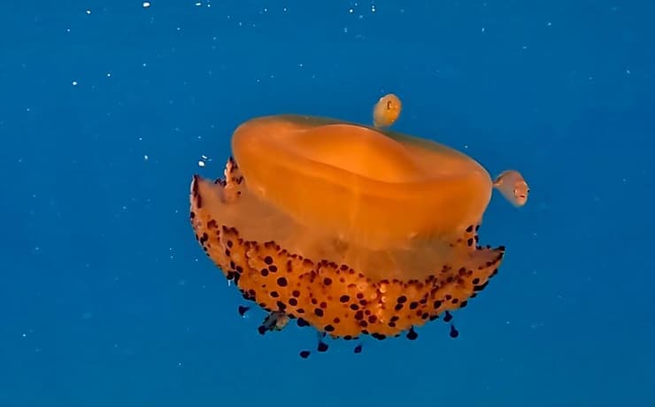 צילום: שלומי יצחקי, רשות הטבע והגנים ביצת עין ים תיכונית