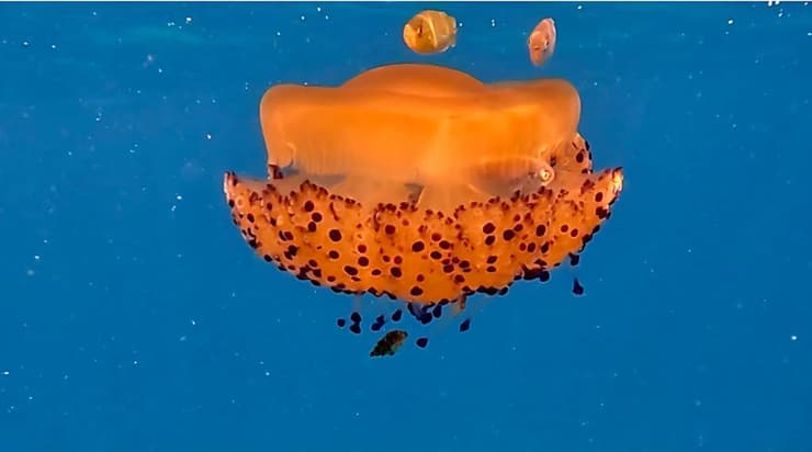 צילום: שלומי יצחקי, רשות הטבע והגנים ביצת עין ים תיכונית