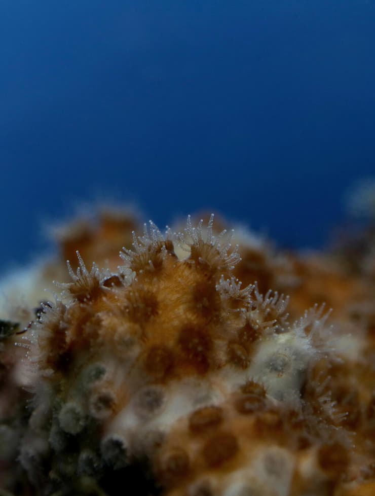 האלמוגים מהמין שנחקר