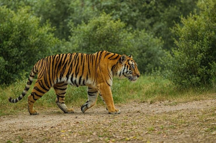 רימבה בגן החיות התנכ"י (צילום: גן החיות התנ"כי) רימבה בגן החיות התנכ"י