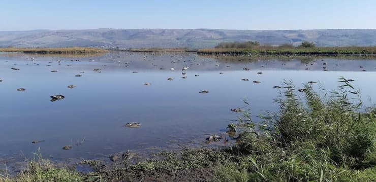 אלפי עגורים גוססים ומתים פזורים ברחבי אגמון החולה בשיא מגפת שפעת העופות, 27 דצמבר 2021 (צילום: פרופ' רן נתן, האוניברסיטה העברית) אלפי עגורים גוססים ומתים פזורים ברחבי אגמון החולה בשיא מגפת שפעת העופות, 27 דצמבר 2021