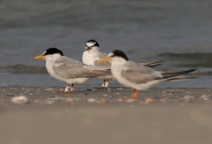 שחפיות בישראל (צילום: אסף מירוז, החברה להגנת הטבע) שחפיות בישראל
