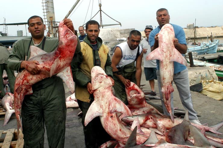 מכירת כרישים ביפו, לפני כ-20 שנים, לסוחרים עזתים (צילום: יריב כץ) מכירת כרישים ביפו, לפני כ-20 שנים, לסוחרים עזתים