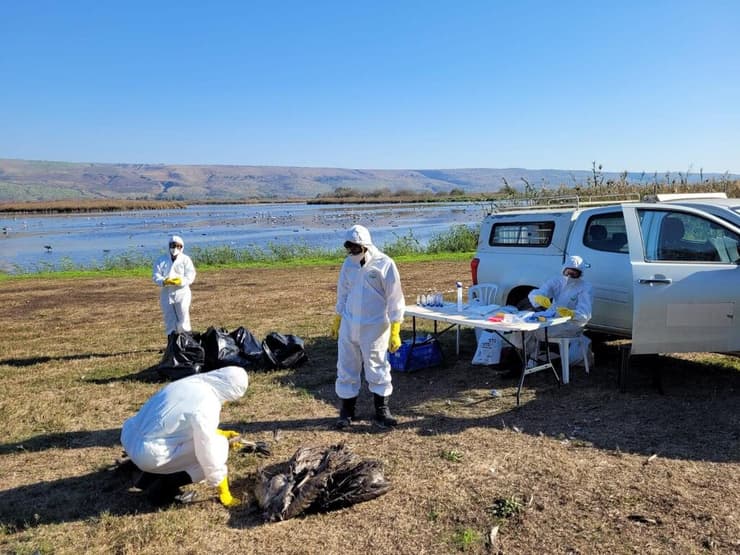 צוות המעבדה לאקולוגיה של תנועה אוסף דגימות מעגורים מתים באגמון החולה בשיא מגפת שפעת העופות, 27 דצמבר 2021 (צילום: הדס כהנר, רשות הטבע והגנים) צוות המעבדה לאקולוגיה של תנועה אוסף דגימות מעגורים מתים באגמון החולה בשיא מגפת שפעת העופות, 27 דצמבר 2021