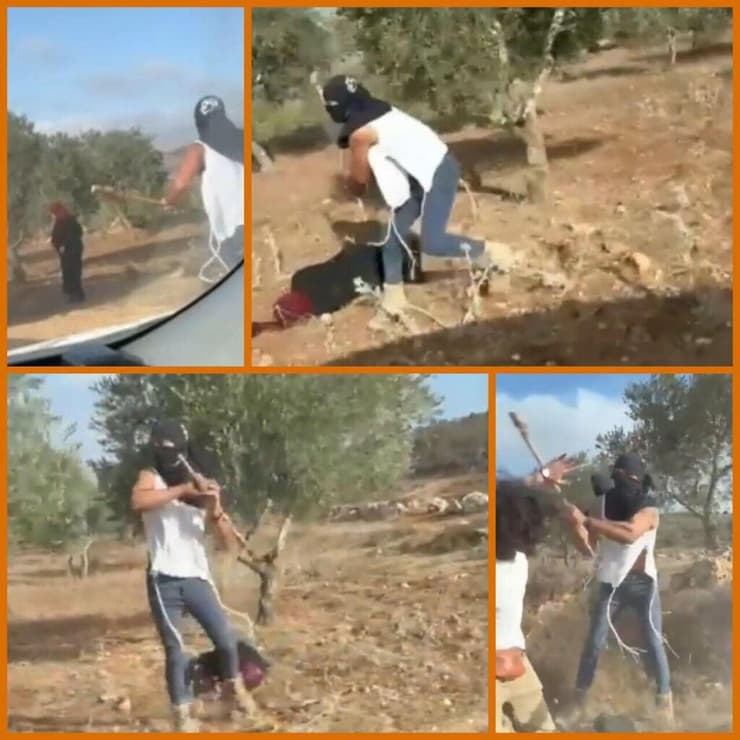 עפאף אבו עליא, בת 50, מותקפת על ידי מתנחלים בזמן מסיק זיתים