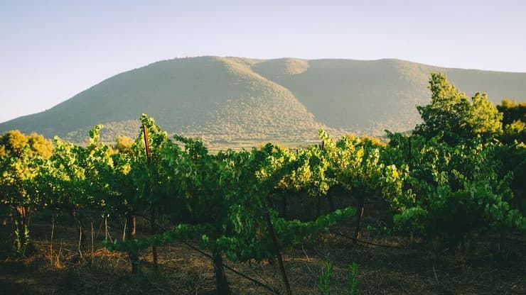 כרם צבעון של יקב לוטם (צילום: דניאל באר) כרם צבעון של יקב לוטם