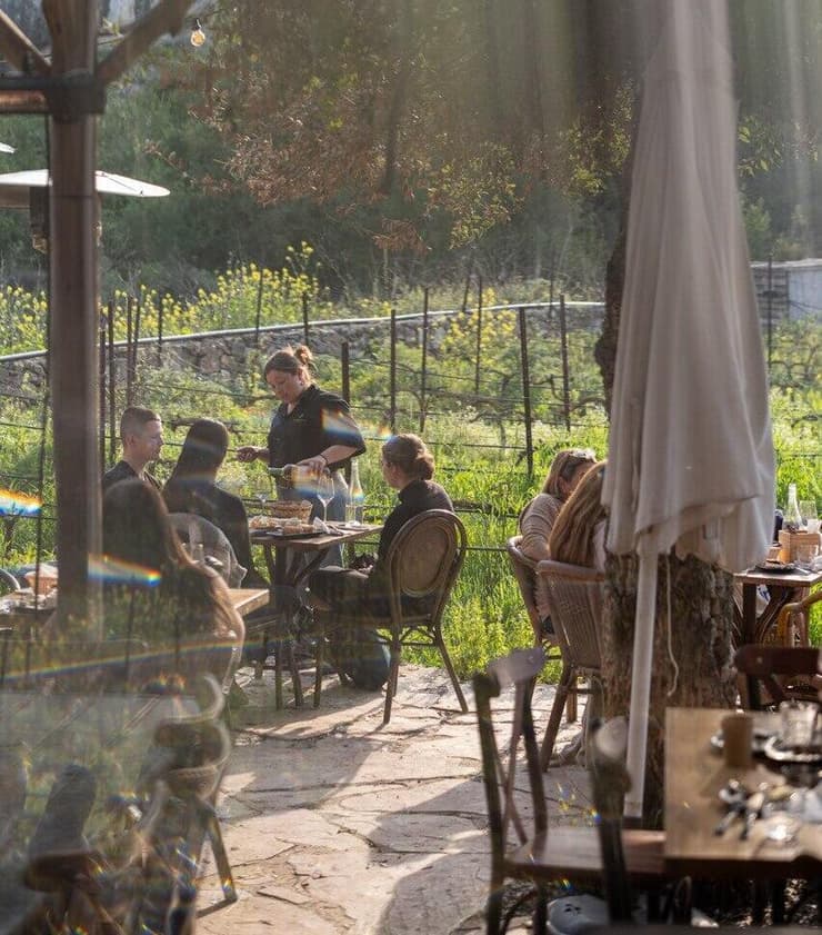 יקב אמפורה (צילום: אנטולי מיכאלו) כרם צבעון של יקב לוטם