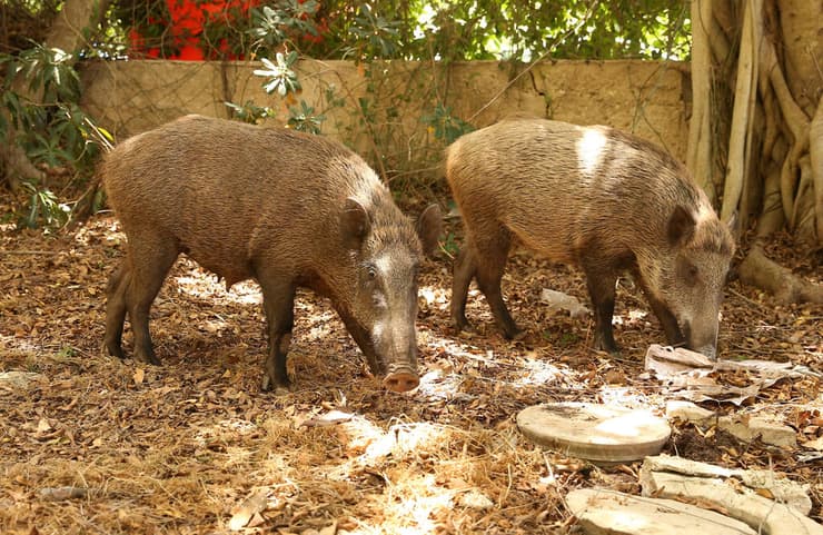 חזירי בר משוטטים בחיפה (צילום: אלעד גרשגורן) חזירי בר משוטטים בחיפה