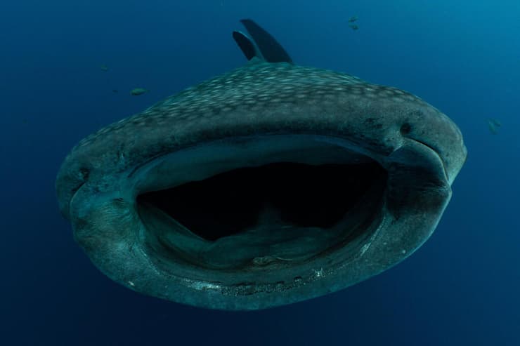 כריש לווייתני פוער את פיו (צילום: M.V. Erdmann / Cover Images / Reuters) כריש לווייתני פוער את פיו