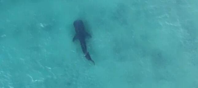 הכריש הלווייתני שנצפה מול חופי ישראל (צילום: טייס פרמוטור) הכריש הלווייתני שנצפה מול חופי ישראל