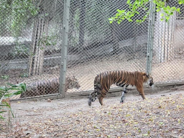 בינתיים גדר מפרידה ביניהם. רימבה וג'קארטה (צילום: טל קויפמן ווילק, גן החיות התנ"כי) בינתיים גדר מפרידה ביניהם. רימבה וג'קארטה