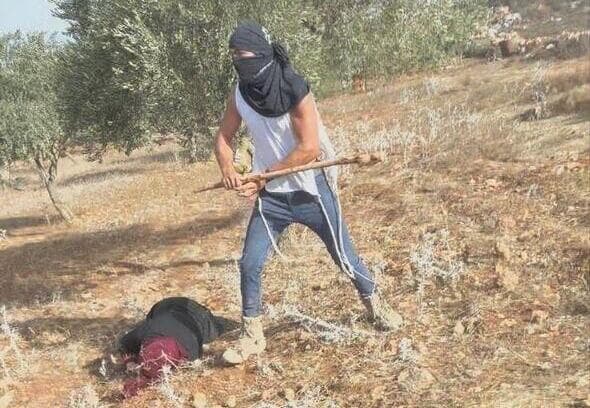 עפאף אבו עליא, בת 50, מותקפת על ידי מתנחלים בזמן מסיק זיתים