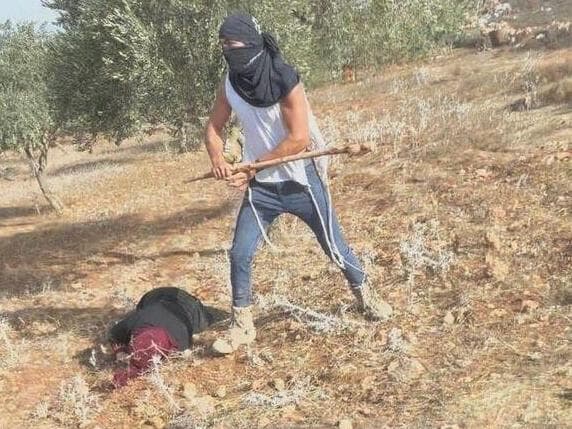 התקיפה של עפאף אבו עליא, במסיק צפונית לרמאללה עפאף אבו עליא, בת 50, מותקפת על ידי מתנחלים בזמן מסיק זיתים