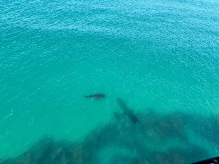 הכריש הלווייתני שנצפה מול חופי ישראל (צילום: מוטי פרופטה) הכריש הלווייתני שנצפה מול חופי ישראל