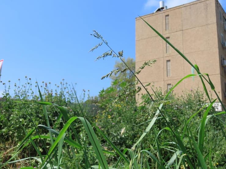 ניסמנית קיפחת, מין בשכנת הכחדה סמוך לגעתון