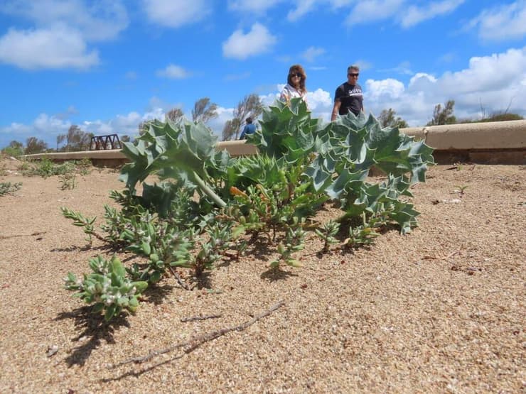 חרחבינה חופית, מין בסכנת הכחדה