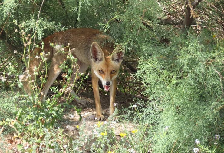 שועל בנהריה