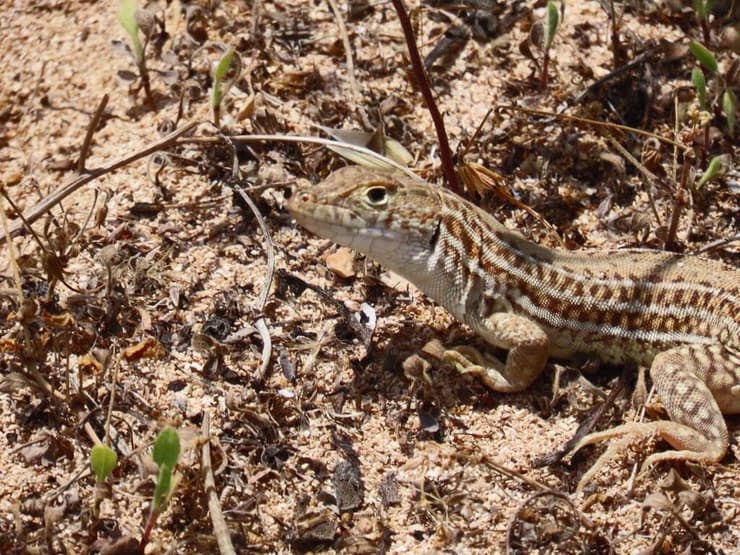 שנונית שפלה, מין בסכנה הכחדה