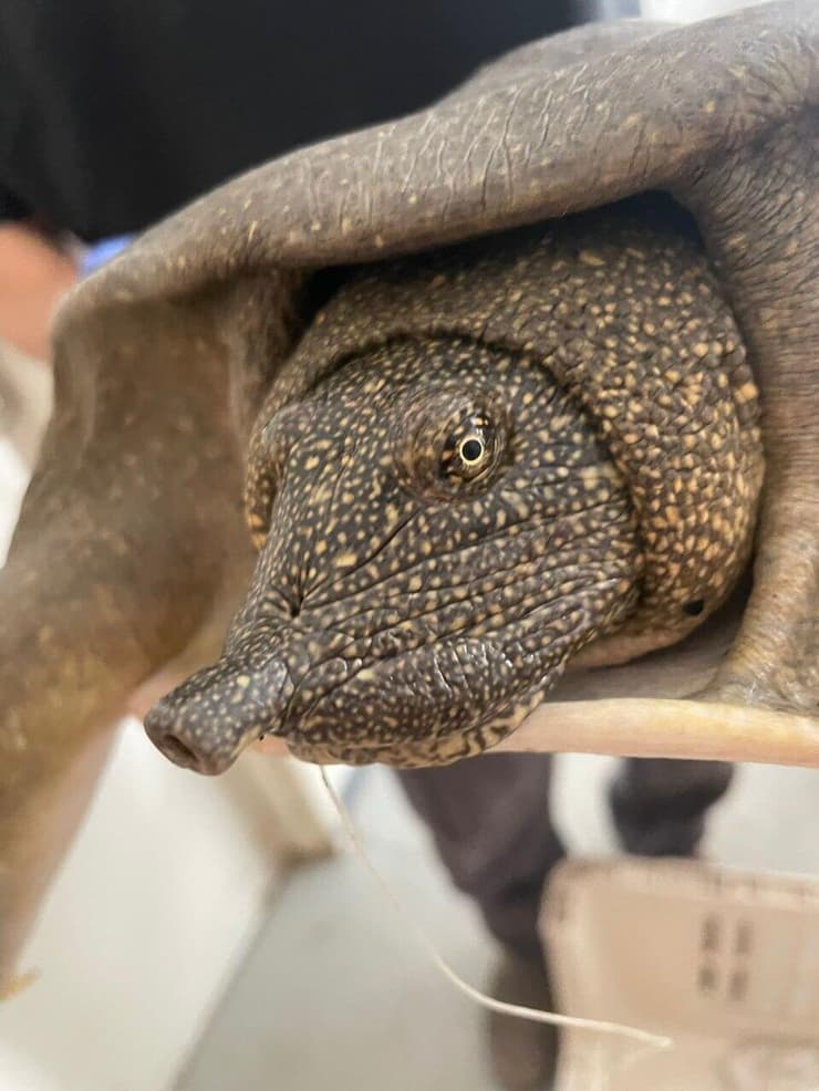 הצב שלום בטיפול (צילום: צוות מרכז האקלום לחיות בר) הצב שלום בטיפול