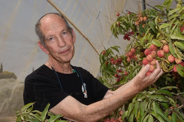 היבול גדל, האיכות השתפרה. רפי שטרן