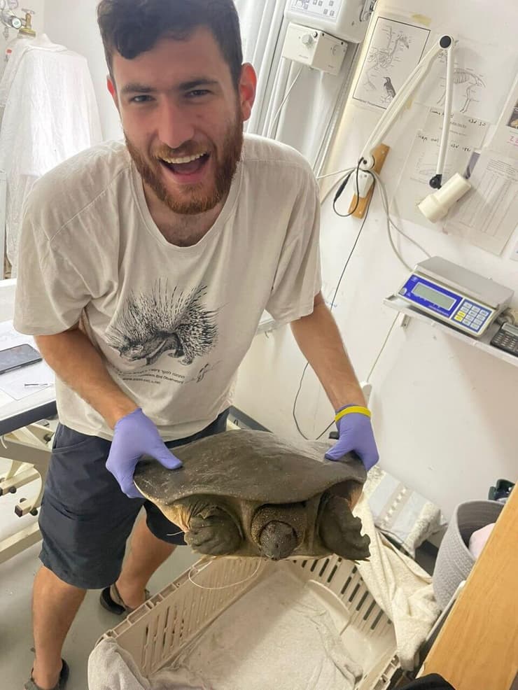 הטיפול בצב (צילום: צוות מרכז האקלום לחיות בר) הטיפול בצב