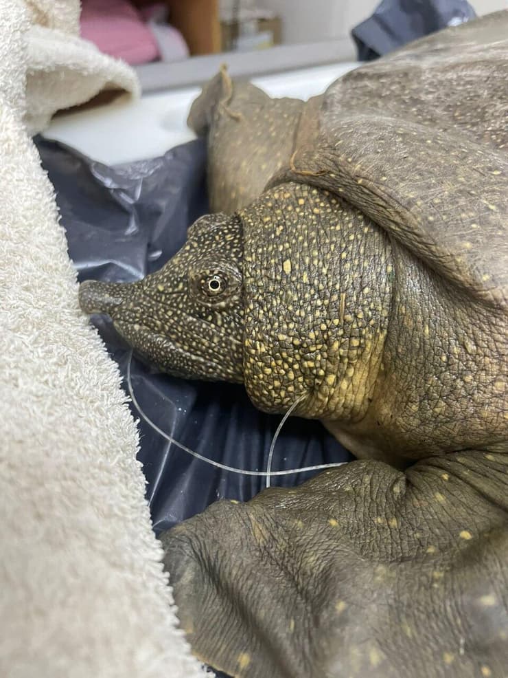 הצב שלום עם הקרס בפיו (צילום: צוות מרכז האקלום לחיות בר) הצב שלום עם הקרס בפיו