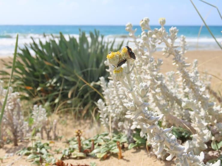 לבנונית ימית